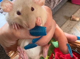 Siamese dumbo Rex fancy rats