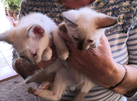 Ragdoll Siamese Cross