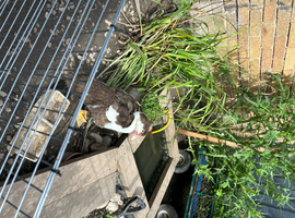 Four month old Muscovy