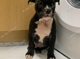 Olde English bulldog puppys available now