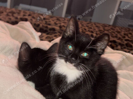 Tuxedo kittens 17 week old