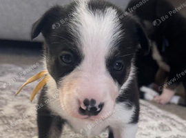 Meet your new best friend pure breed baby collies