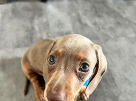 Miniature male Dachsund puppy (lovely temperment)