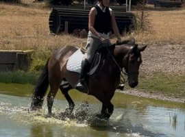 Very safe pc pony / working hunter