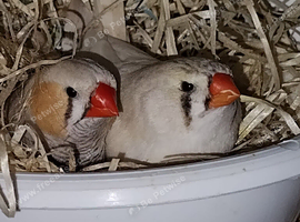 Breeding pair Zeb's