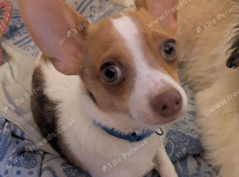 Chihuahua puppies