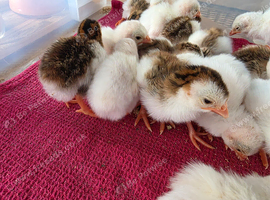 Guinea fowl keets