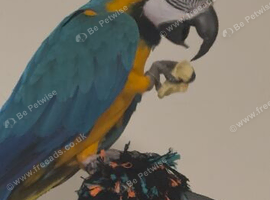 Blue and gold parrot