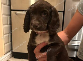 READY TO LEAVE NOW  Cocker spaniel puppies