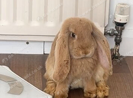 Beautiful French lop female