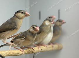 Java finches