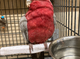 Male galah cockatoo