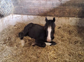 15 month old colt black cob