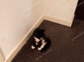 Selling cats