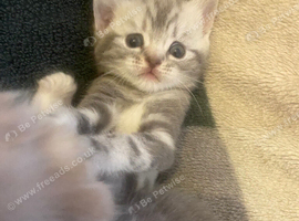 British shorthair Kittens