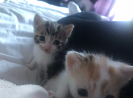 Kittens