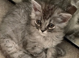 Chinchilla Persian Kitten