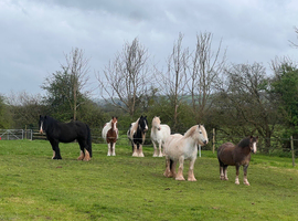 Full Hacking/Retirement/Holiday/Youngstock Livery Spaces