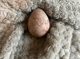 red legged partridge eggs