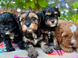 Quality True mini Cavapoo puppies in Eastleigh, Hampshire