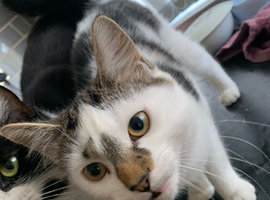 Cat for rehoming female