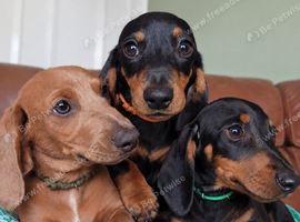 3 boys miniature dachshunds