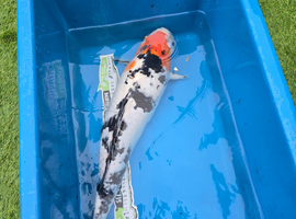 Koi carp