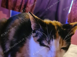 3 gorgeous kittens need a forever home