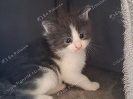 **Beautiful Maine Coon Kittens for Sale**