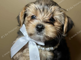Yorkie terrier boy ready