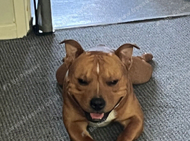Red Staffy for loveing home