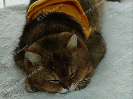 Stunning Golden Scottish fold straight boy needs special love family