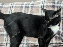 Tuxedo moncoon