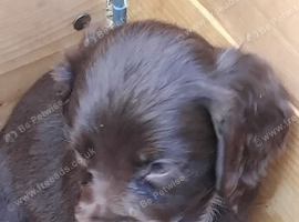 Cocker spaniel pups