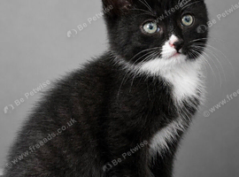 Beautiful kittens