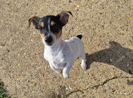 Jack Russell puppies