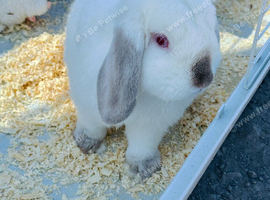 9 Month Old Male Lop Rabbit &ndash; Full Setup Included