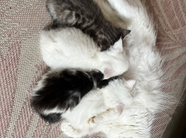 Four fluffy kittens