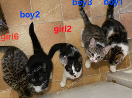 Beautiful kittens for sale looking for foreverr loving homes
