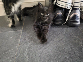 Norwegian forest kittens mix