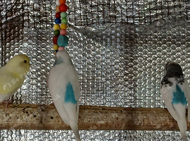 3 young Budgies for sale Amesbury