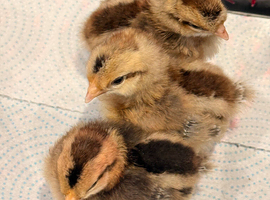 Chicks - cream legbar &pound;10 each