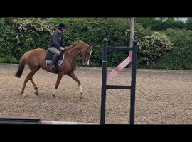16.1hh 6yo thoroughbred mare