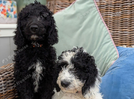 F1 Standard Cockapoo Puppies