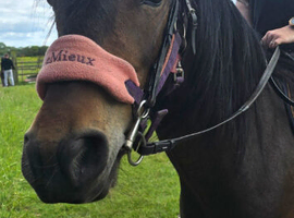 Welsh cob mare 4years old