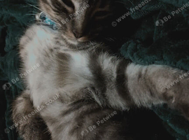 Bengal kitten (silver/black)