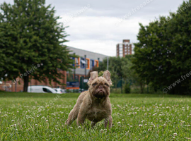 Isabella fawn French Bulldog