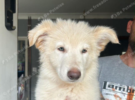 Last pup ready to go