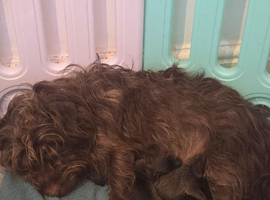 Patterdale terrier puppies