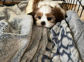 Cassie my girl at twelve weeks old